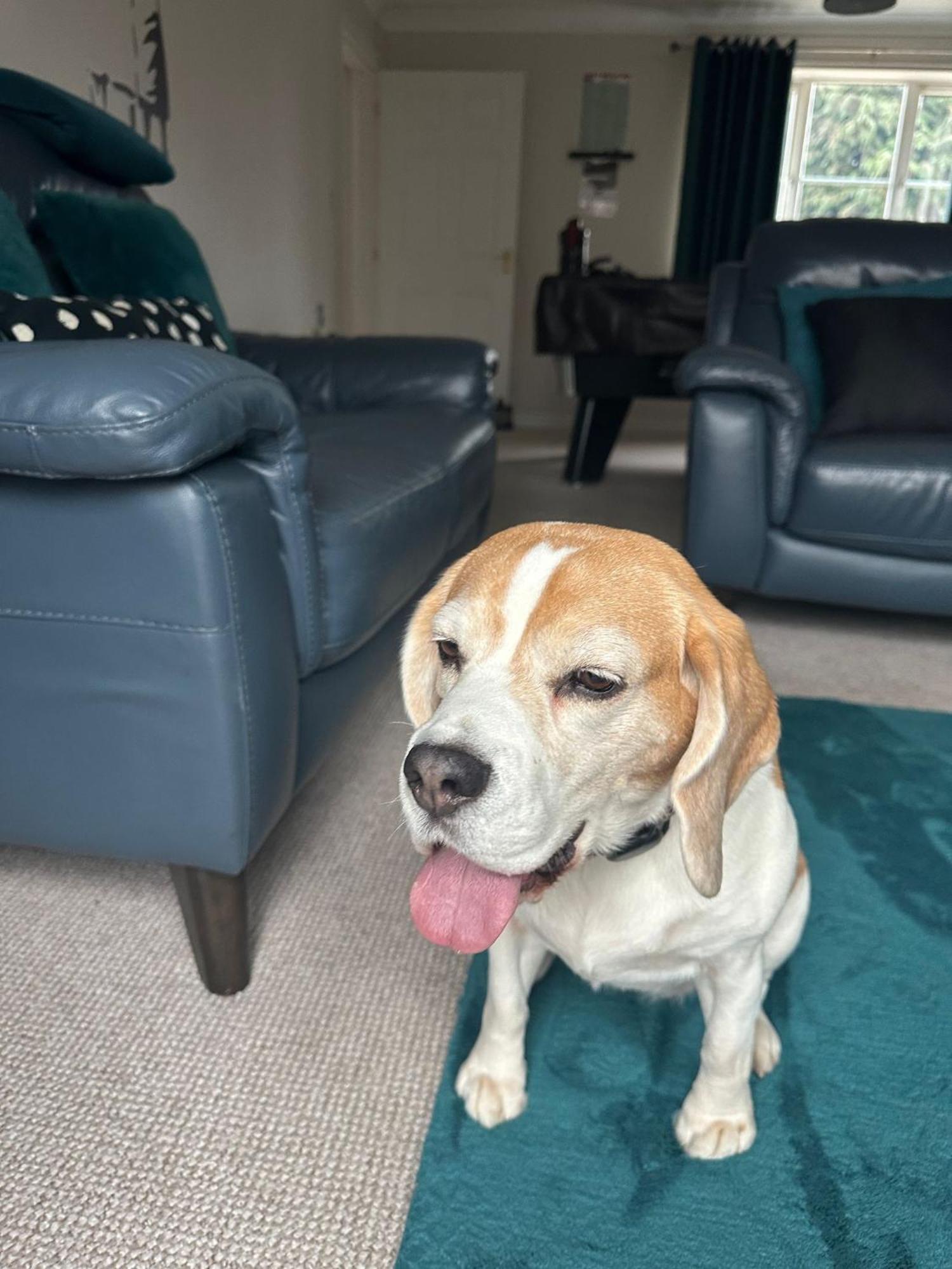 Hereford - Finch House - Modern 4 Bedroom House Located In South Hereford, Dog Friendly With Nearby Countryside, Pool Table, Sleeps Up To 10 Guests - Hosted By Rentmyhouse Екстериор снимка